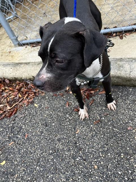 Shelter Stray Female Dog last seen Near BLOCK NE 124TH ST, Doral, FL 33122