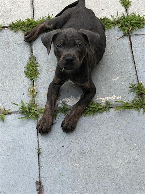 Shelter Stray Male Dog last seen GREYBIRCH TER & ZIMMERMAN RD, 19640 Dogpatch Ln, Land O' Lakes, FL 34638, USA