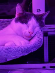 Lost Male Cat last seen Wagon wheel, Mount Sterling, OH 43143