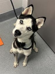 Shelter Stray Female Dog last seen Near , Indianapolis, IN 46221