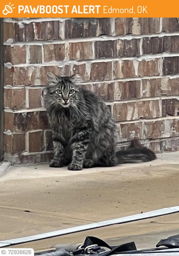 Found/Stray Unknown Cat last seen Simmons and Bryant, Edmond, OK 73034