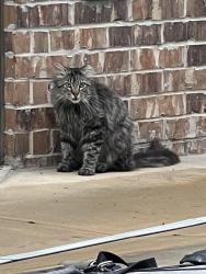 Found/Stray Unknown Cat last seen Simmons and Bryant, Edmond, OK 73034