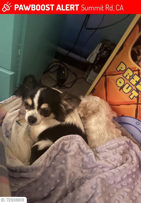Lost Female Dog last seen Summit rd, Summit Rd, CA 95033