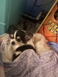 Lost Female Dog last seen Summit rd, Summit Rd, CA 95033