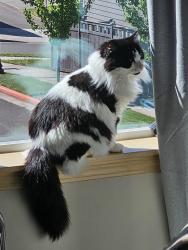 Reunited Male Cat last seen Jones Dr & Sydney Ave, Port Orchard, WA 98366