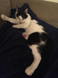 Reunited Male Cat last seen Near Bus Between Downtown and Los Feliz, Los Angeles, CA 90026