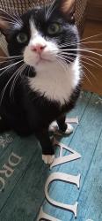 Lost Male Cat last seen Zimmerman Rd and Meridian Rd , Clackamas County, OR 97032