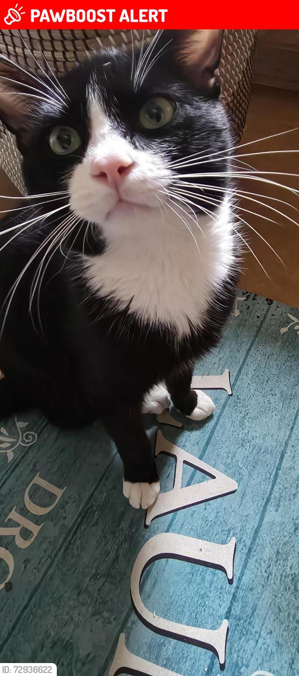 Lost Male Cat last seen Zimmerman Rd and Meridian Rd , Clackamas County, OR 97032