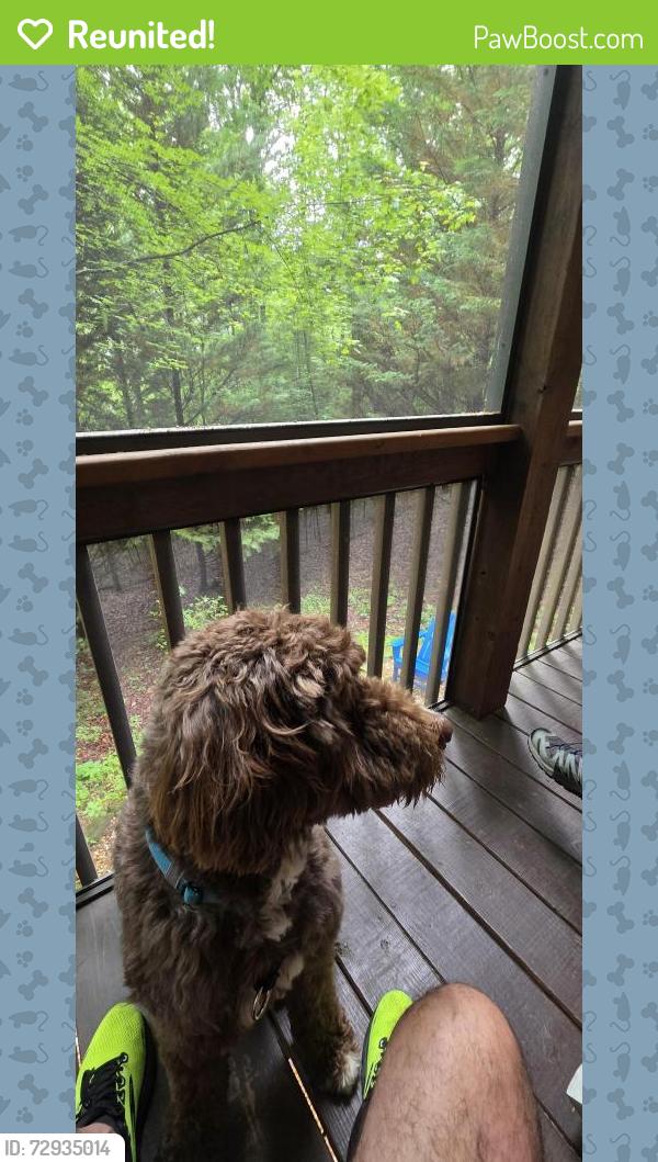 Reunited Male Dog last seen Near hemlock trail, blue ridge, Blue Ridge, GA 30513