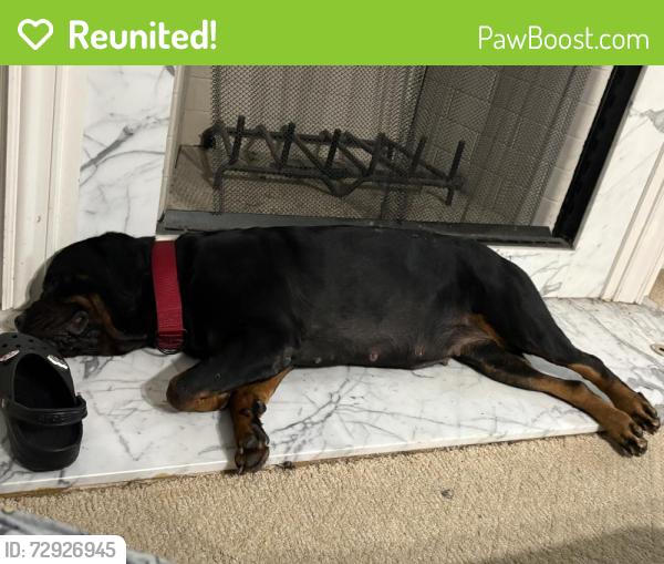 Reunited Female Dog last seen Near Greyfield dr. Tyrone ga , Tyrone, GA 30290