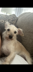 Reunited Male Dog last seen Wike Rd/ Ike Starnes corner, Granite Falls, NC 28630