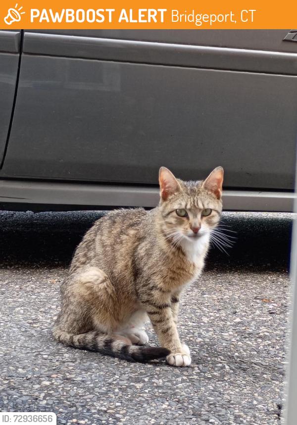 Found/Stray Unknown Cat last seen Park Ave. between Wood Ave., Bridgeport, CT 06604