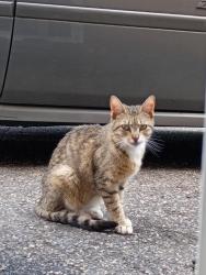 Found/Stray Unknown Cat last seen Park Ave. between Wood Ave., Bridgeport, CT 06604