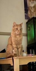 Lost Male Cat last seen Ft.Apache & W. Cheyenne , Las Vegas, NV 89129