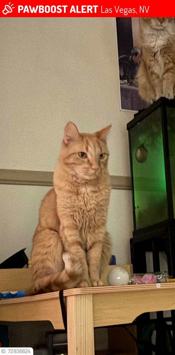 Lost Male Cat last seen Ft.Apache & W. Cheyenne , Las Vegas, NV 89129