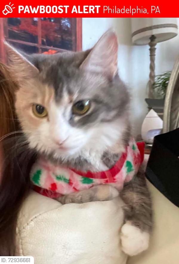 Lost Female Cat last seen Near Roosevelt Mall , Philadelphia, PA 19149