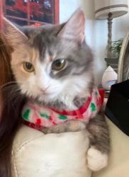 Lost Female Cat last seen Near Roosevelt Mall , Philadelphia, PA 19149