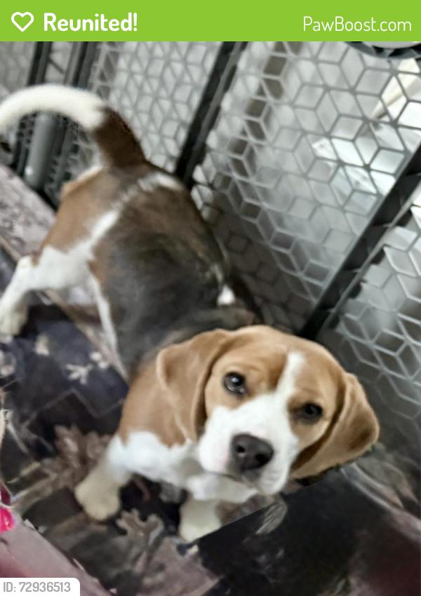 Reunited Female Dog last seen Stop 11 & Five Points , Indianapolis, IN 46237