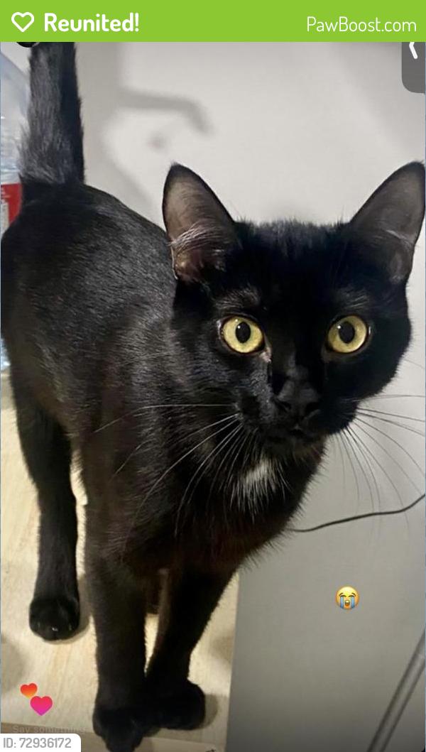 Reunited Female Cat last seen 201st St and 50th Ave, Langley, BC V3A 7S9