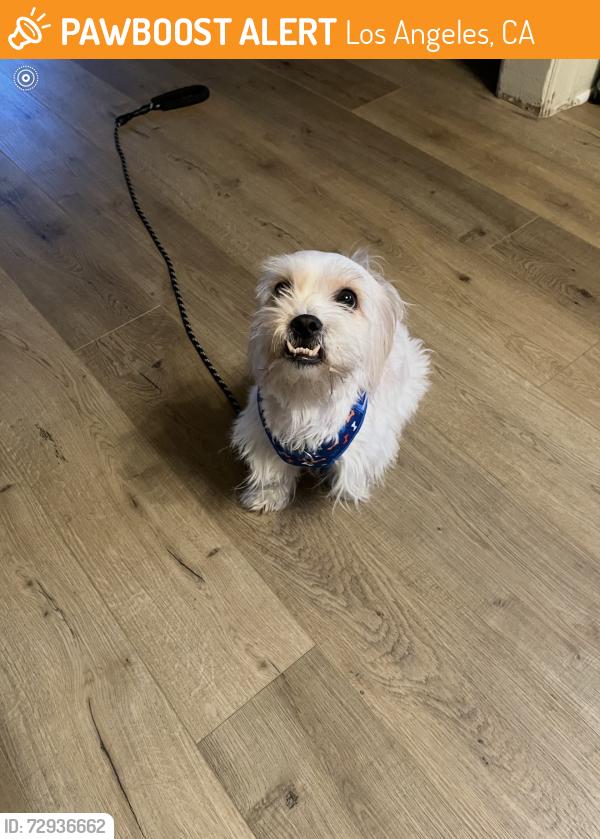 Found/Stray Female Dog last seen Clinton st, Los Angeles, CA 90004