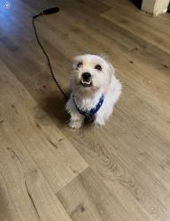 Found/Stray Female Dog last seen Clinton st, Los Angeles, CA 90004