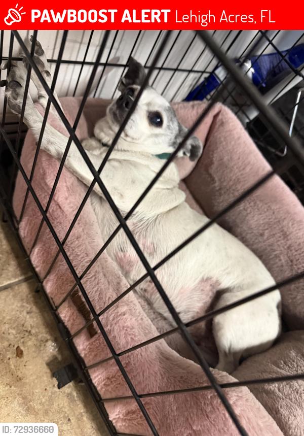 Lost Female Dog last seen Eisenhower and Nimitz , Lehigh Acres, FL 33974