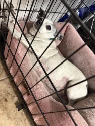 Lost Female Dog last seen Eisenhower and Nimitz , Lehigh Acres, FL 33974