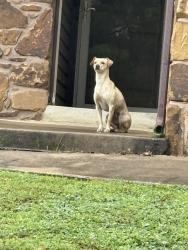 Reunited Male Dog last seen 91st and Sheridan , Tulsa, OK 74133