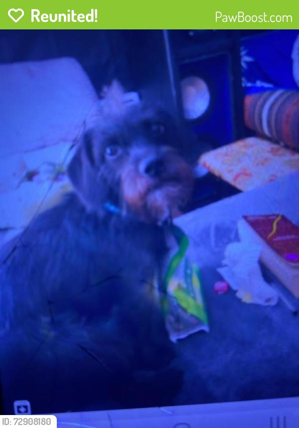 Reunited Male Dog last seen Palm Springs Animal Shelter, Palm Springs, CA 92264
