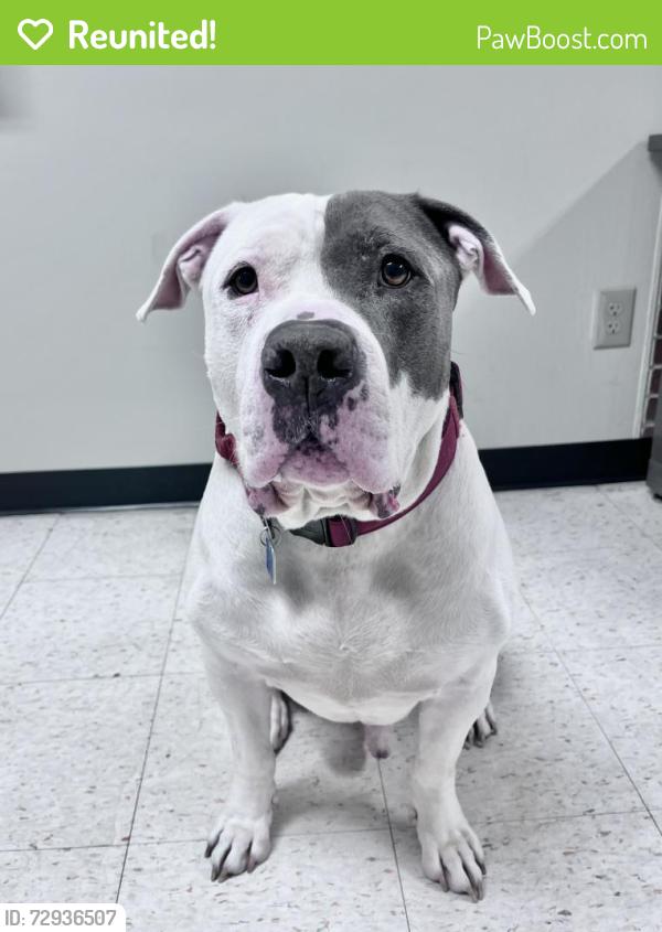 Reunited Male Dog last seen Owens st, Arvada, CO 80004