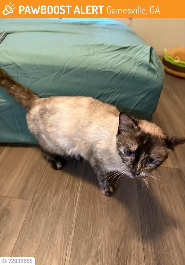 Found/Stray Female Cat last seen Edgewater St, Gainesville, GA 30501