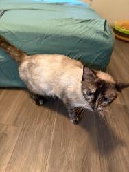 Found/Stray Female Cat last seen Edgewater St, Gainesville, GA 30501