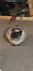 Reunited Female Cat last seen Near Coleman Rd , San Jose, CA 95110