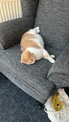 Reunited Female Cat last seen Colliers way, Arley, England CV7