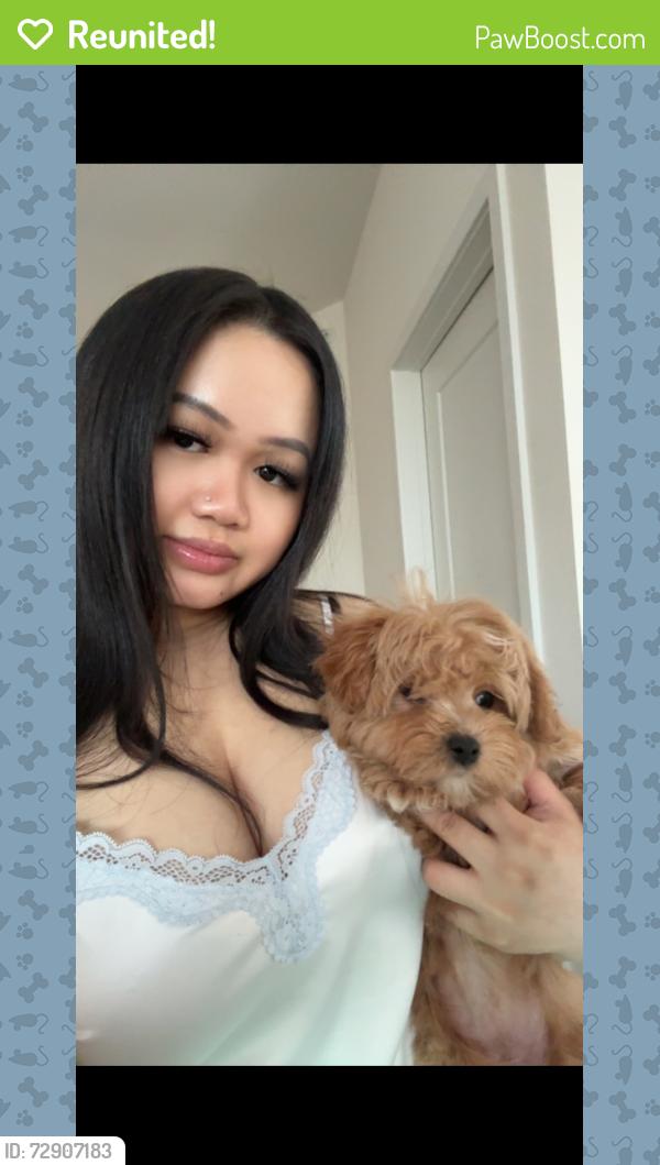 Reunited Female Dog last seen Near W villard Ave, Milwauee, Wi 53218 (golden chicken), Milwaukee, WI 53218