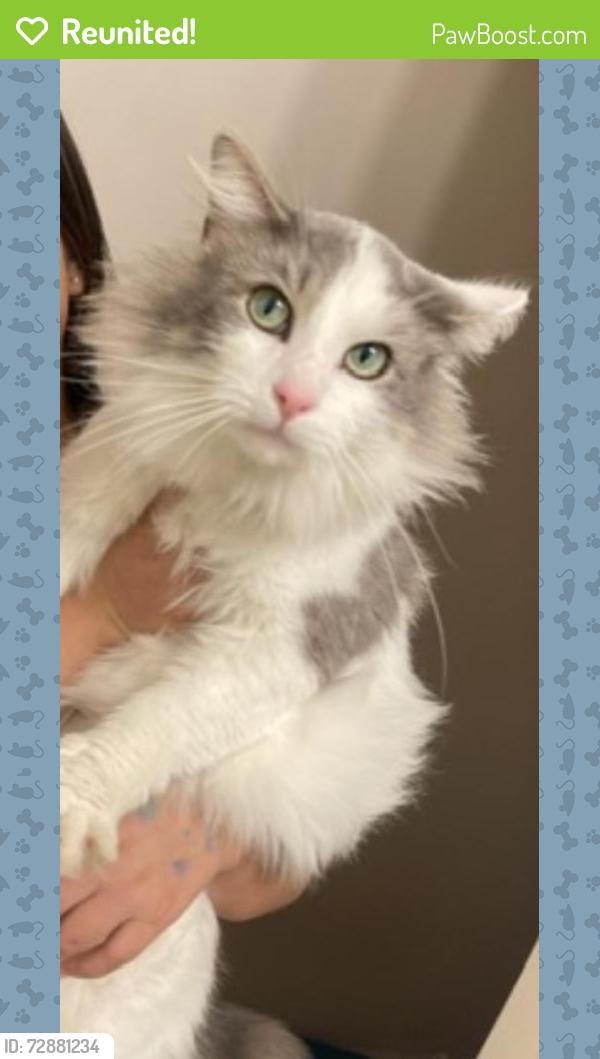 Reunited Male Cat last seen Near Lambert st, Indianapolis, IN 46241