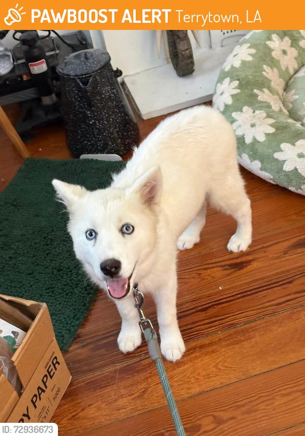 Found/Stray Unknown Dog last seen Hong Kong Market, Terrytown, LA 70056