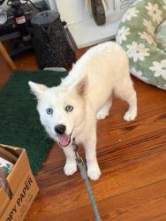 Found/Stray Unknown Dog last seen Hong Kong Market, Terrytown, LA 70056
