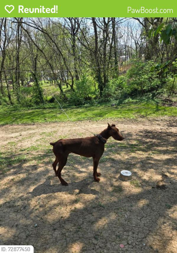 Reunited Female Dog last seen Tammy Circle & Grade Rd, Rockford, TN 37853