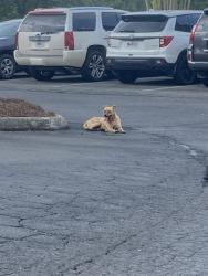 Found/Stray Female Dog last seen Broadrick Drive, Dalton, GA 30720