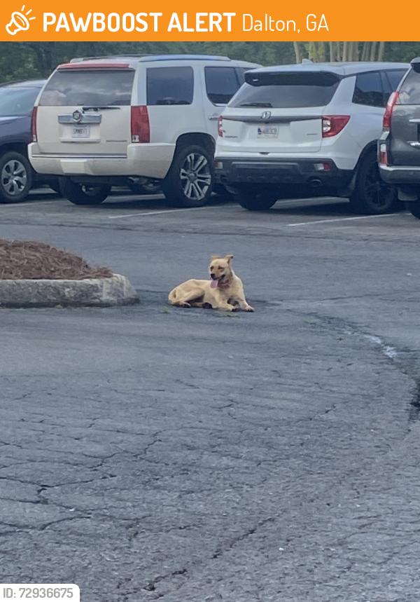 Found/Stray Female Dog last seen Broadrick Drive, Dalton, GA 30720