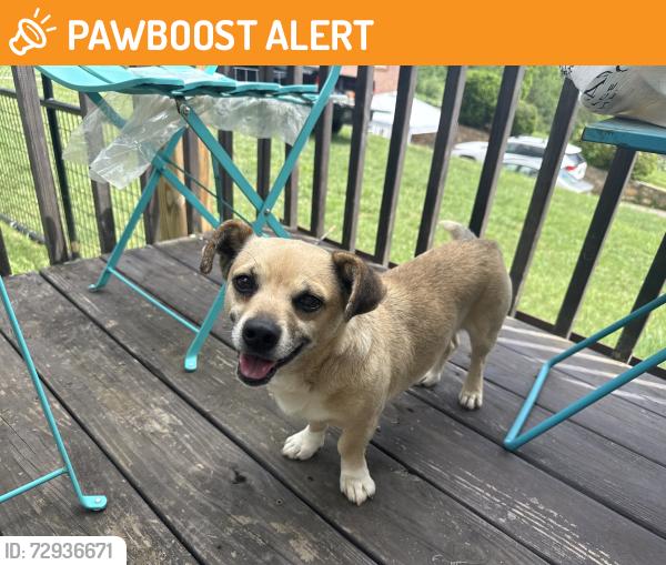 Found/Stray Male Dog last seen Redmond Hill Dr. , Buncombe County, NC 28715