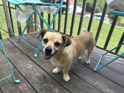 Found/Stray Male Dog last seen Redmond Hill Dr. , Buncombe County, NC 28715