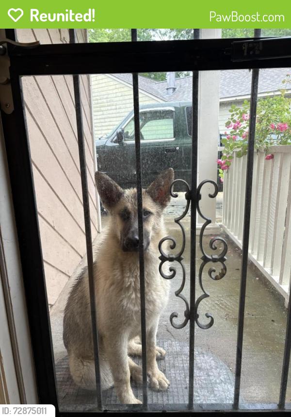 Reunited Male Dog last seen Pathway,winter tree, Memphis, TN 38115