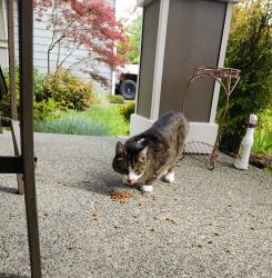 Found/Stray Unknown Cat last seen Near Panorama Ridge Skagit Highlands, Mount Vernon, WA 98273
