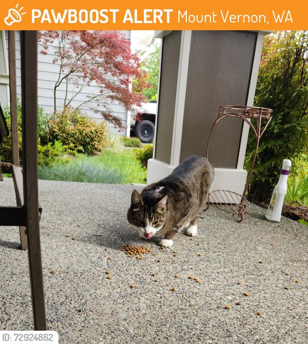 Found/Stray Unknown Cat last seen Near Panorama Ridge Skagit Highlands, Mount Vernon, WA 98273