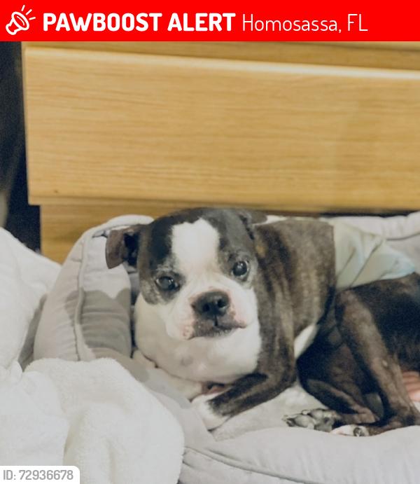 Lost Male Dog last seen Michigan, Homosassa, FL 34448