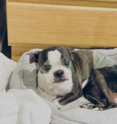Lost Male Dog last seen Michigan, Homosassa, FL 34448