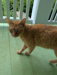 Found/Stray Unknown Cat last seen Walland post office , Walland, TN 37886