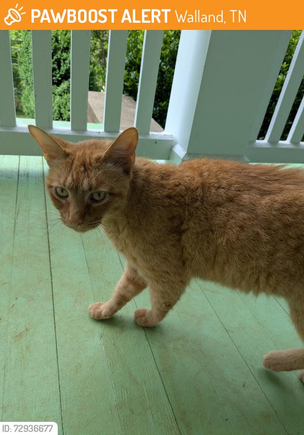 Found/Stray Unknown Cat last seen Walland post office , Walland, TN 37886